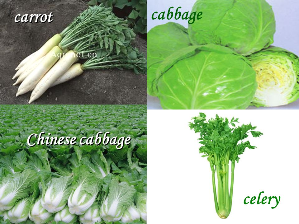 celery carrot cabbage Chinese cabbage