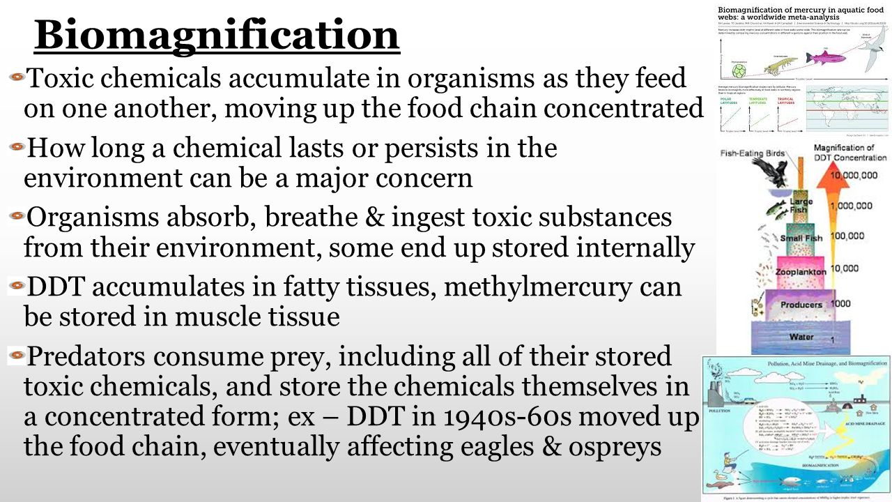Printables Biological Magnification Worksheet Answers collection of biological magnification worksheet bloggakuten bloggakuten