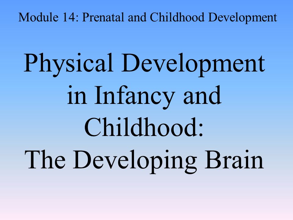Physical Development in Infancy and Childhood: The Developing Brain Module 14: Prenatal and Childhood Development