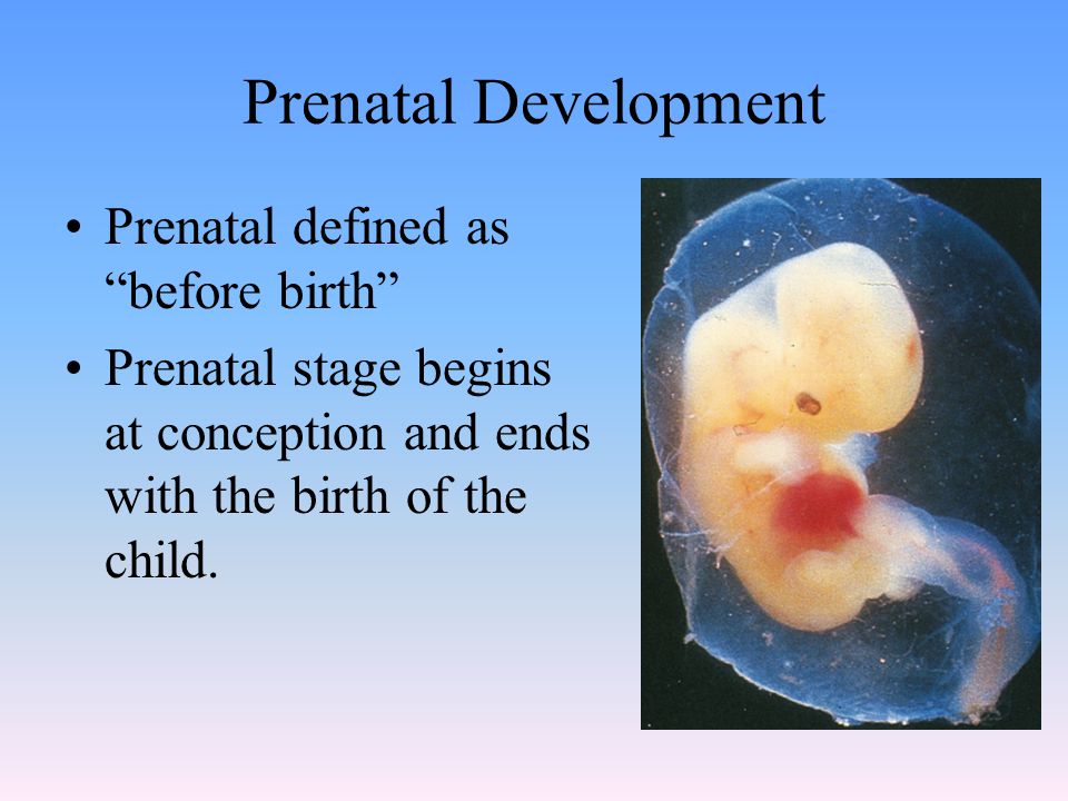 Prenatal Development Prenatal defined as before birth Prenatal stage begins at conception and ends with the birth of the child.