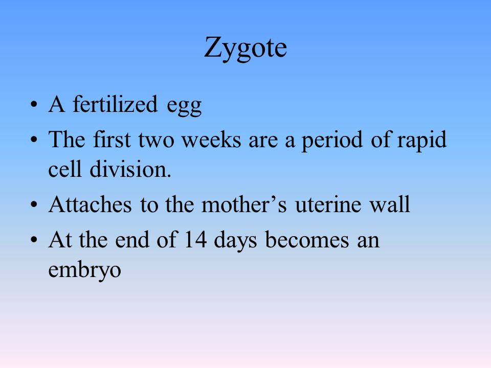 Zygote A fertilized egg The first two weeks are a period of rapid cell division.