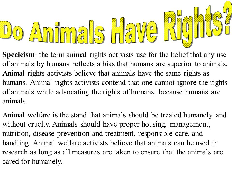 animals should have rights essay A new york court is considering whether chimps are legal persons - and whether animals should be granted the same rights as humans. animals should have rights essay A new york court is considering whether chimps are legal persons - and whether animals should be granted the same rights as humans.