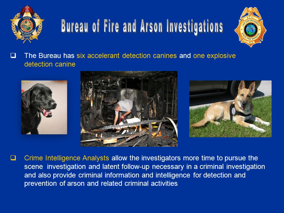  The Bureau has six accelerant detection canines and one explosive detection canine  Crime Intelligence Analysts allow the investigators more time to pursue the scene investigation and latent follow-up necessary in a criminal investigation and also provide criminal information and intelligence for detection and prevention of arson and related criminal activities
