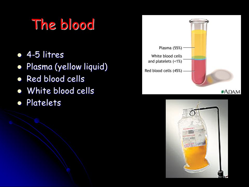 The blood 4-5 litres 4-5 litres Plasma (yellow liquid) Plasma (yellow liquid) Red blood cells Red blood cells White blood cells White blood cells Platelets Platelets