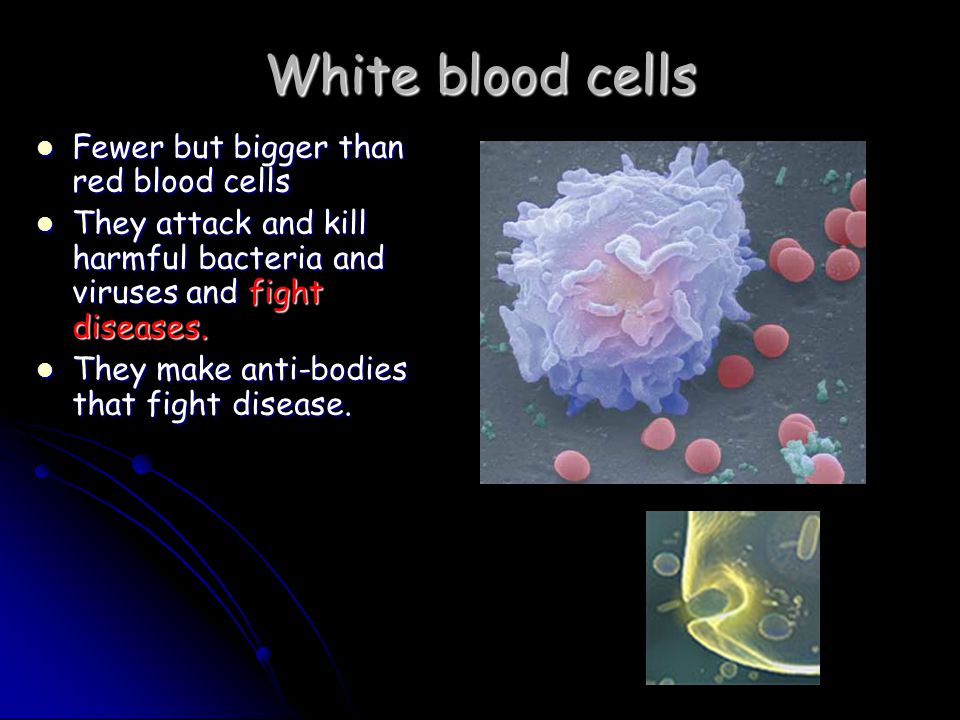 White blood cells Fewer but bigger than red blood cells Fewer but bigger than red blood cells They attack and kill harmful bacteria and viruses and fight diseases.