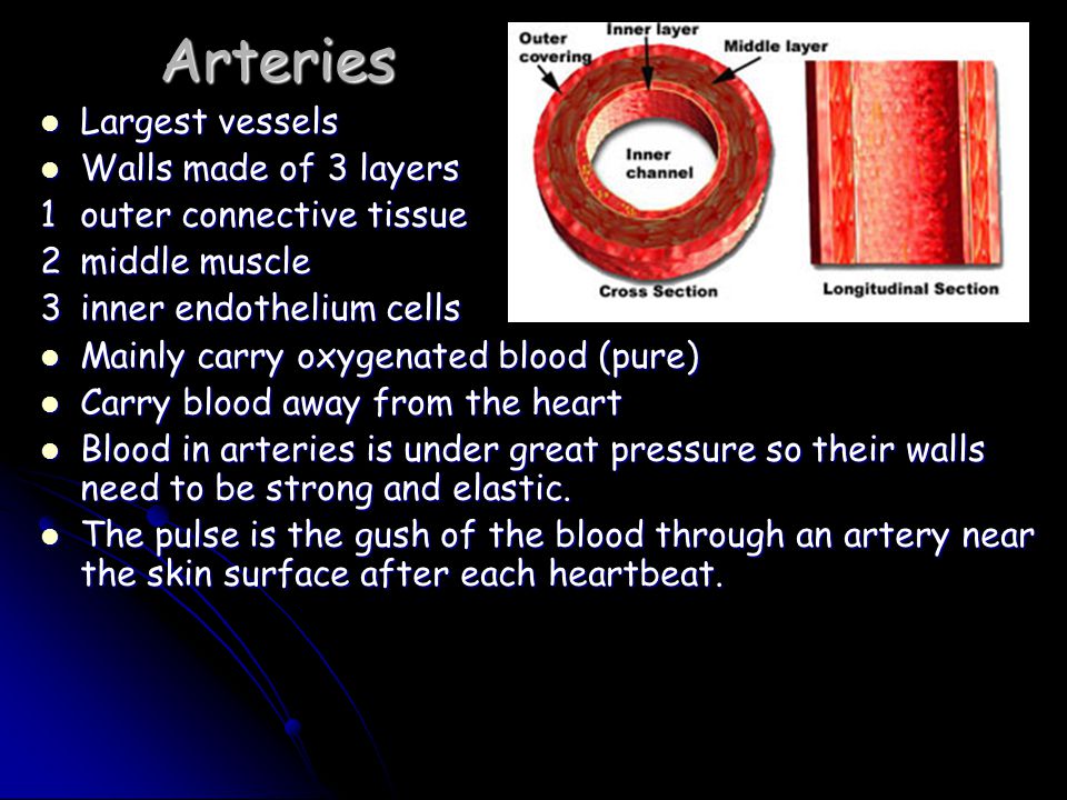 Arteries Largest vessels Largest vessels Walls made of 3 layers Walls made of 3 layers 1outer connective tissue 2middle muscle 3inner endothelium cells Mainly carry oxygenated blood (pure) Mainly carry oxygenated blood (pure) Carry blood away from the heart Carry blood away from the heart Blood in arteries is under great pressure so their walls need to be strong and elastic.