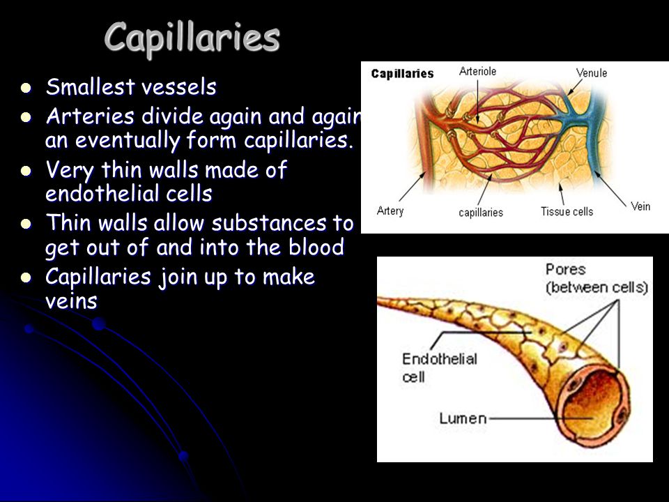 Capillaries Smallest vessels Smallest vessels Arteries divide again and again an eventually form capillaries.