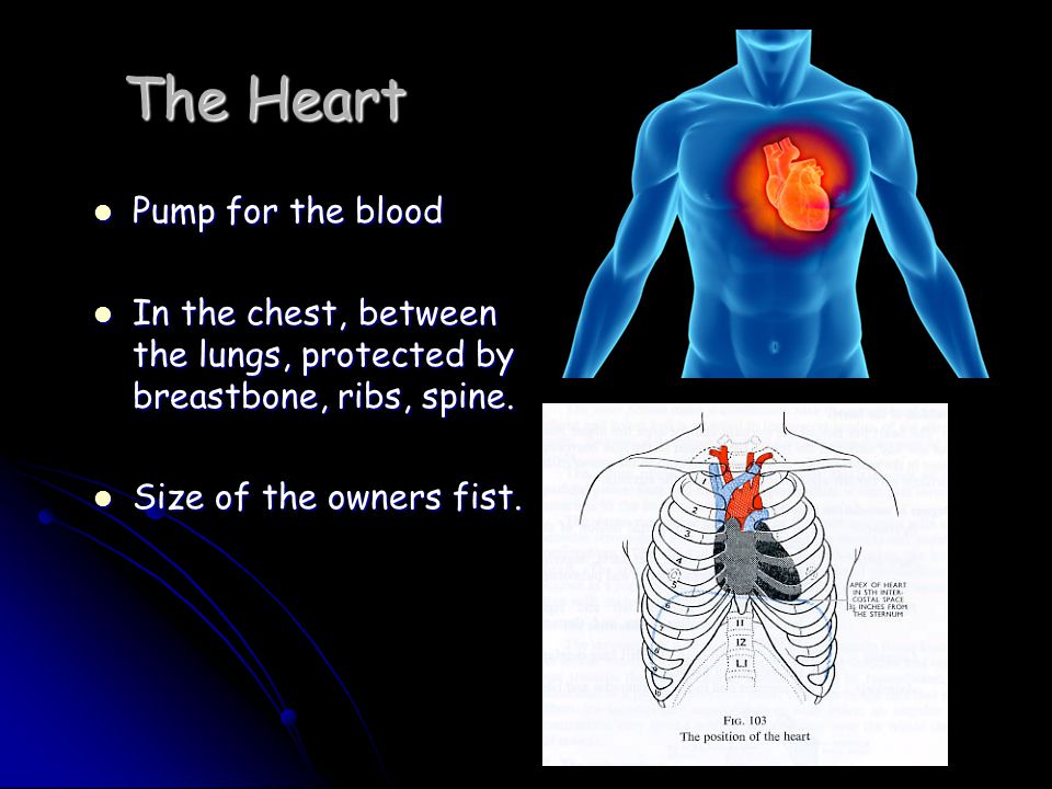 The Heart Pump for the blood Pump for the blood In the chest, between the lungs, protected by breastbone, ribs, spine.