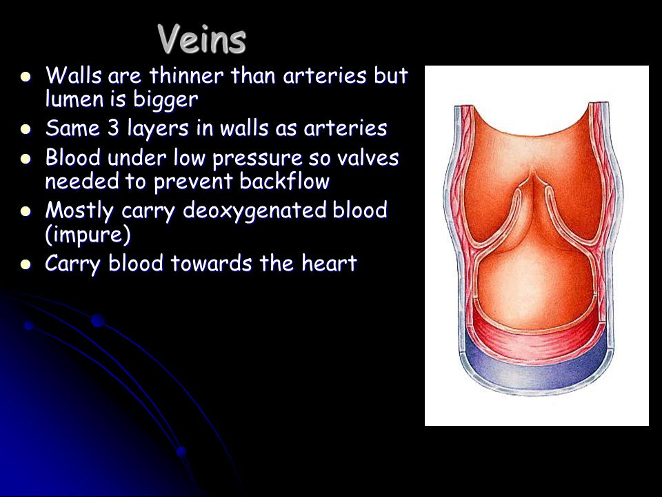 Veins Walls are thinner than arteries but lumen is bigger Walls are thinner than arteries but lumen is bigger Same 3 layers in walls as arteries Same 3 layers in walls as arteries Blood under low pressure so valves needed to prevent backflow Blood under low pressure so valves needed to prevent backflow Mostly carry deoxygenated blood (impure) Mostly carry deoxygenated blood (impure) Carry blood towards the heart Carry blood towards the heart