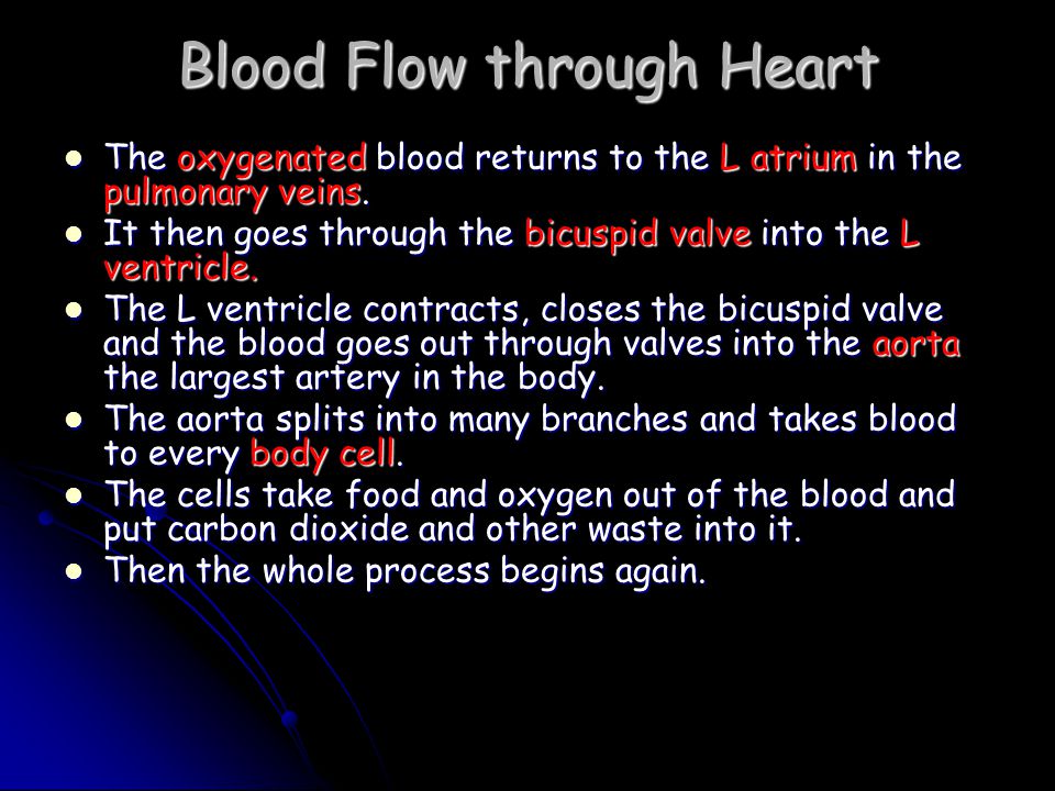 Blood Flow through Heart The oxygenated blood returns to the L atrium in the pulmonary veins.