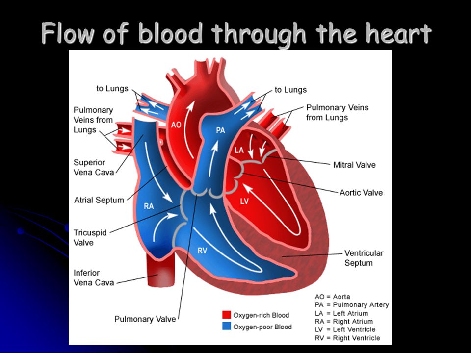 Flow of blood through the heart