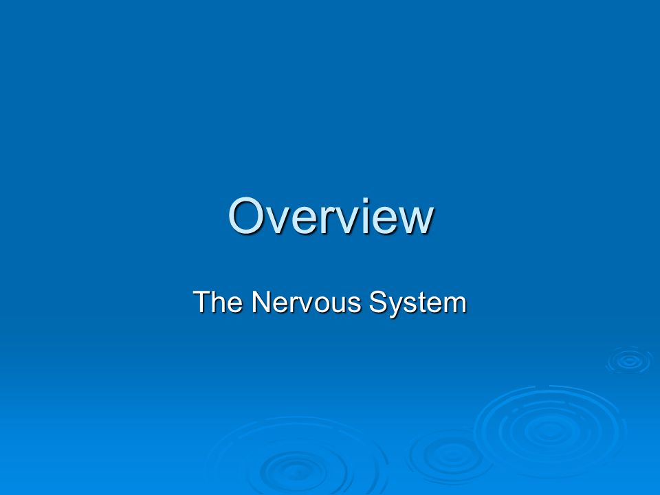 Overview The Nervous System