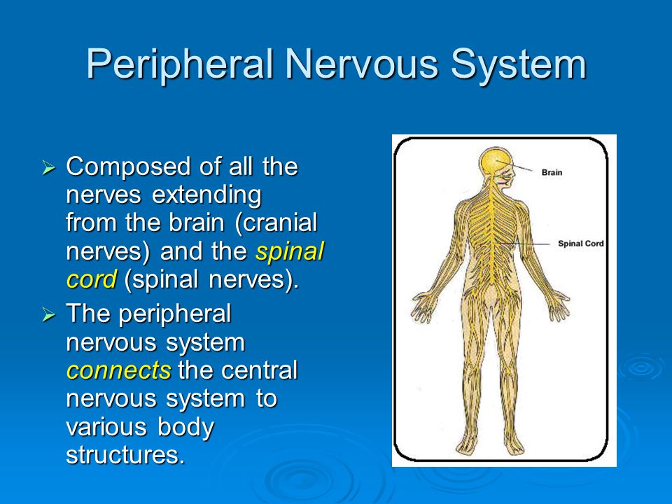 Peripheral Nervous System  Composed of all the nerves extending from the brain (cranial nerves) and the spinal cord (spinal nerves).