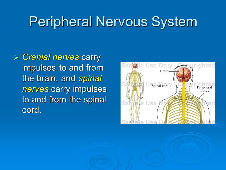 Peripheral Nervous System  Cranial nerves carry impulses to and from the brain, and spinal nerves carry impulses to and from the spinal cord.