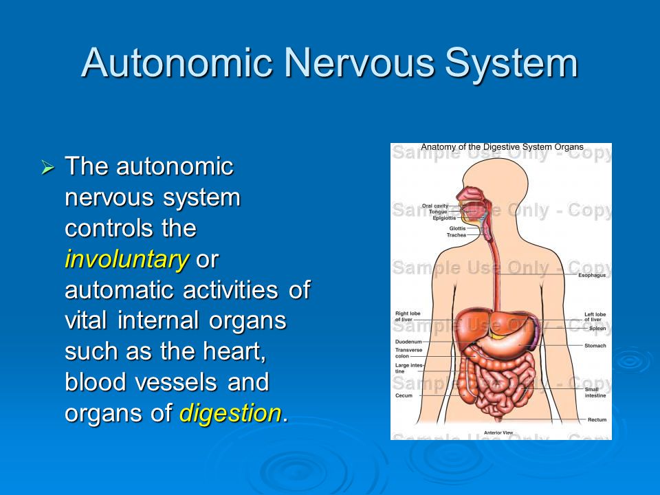 Autonomic Nervous System  The autonomic nervous system controls the involuntary or automatic activities of vital internal organs such as the heart, blood vessels and organs of digestion.