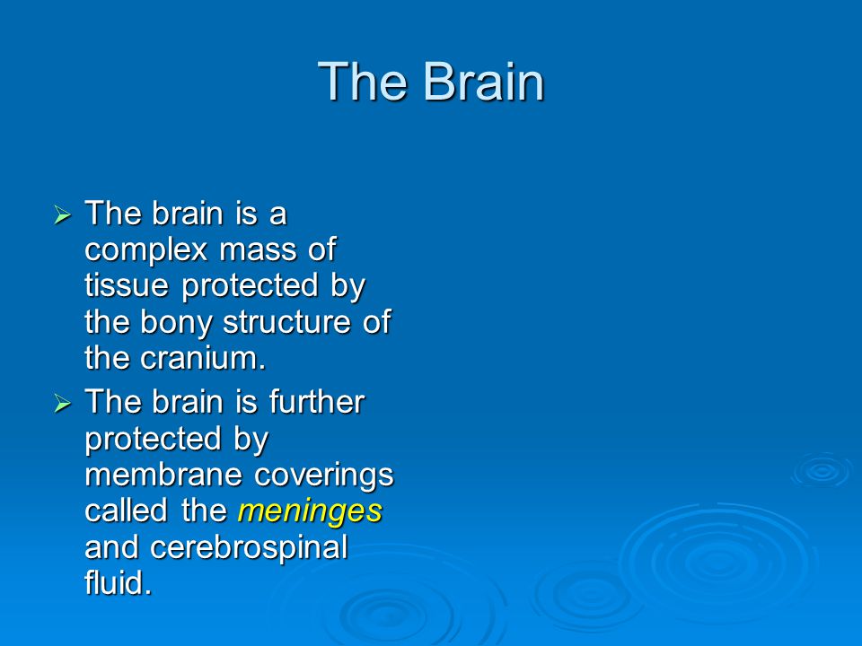 The Brain  The brain is a complex mass of tissue protected by the bony structure of the cranium.