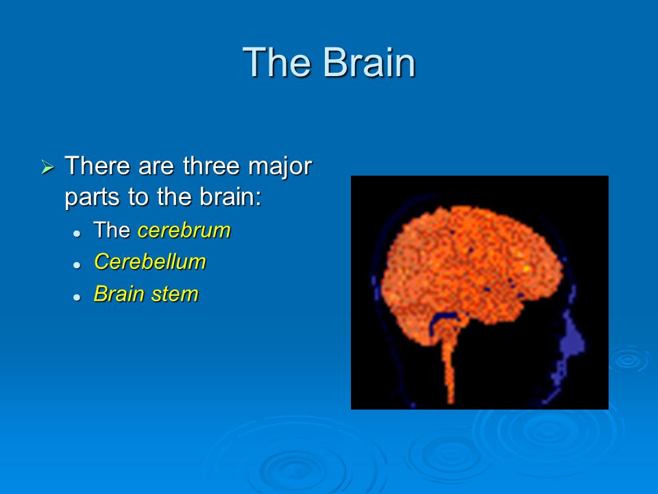 The Brain  There are three major parts to the brain: The cerebrum The cerebrum Cerebellum Cerebellum Brain stem Brain stem
