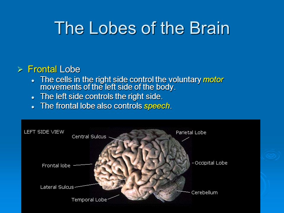 The Lobes of the Brain  Frontal Lobe The cells in the right side control the voluntary motor movements of the left side of the body.