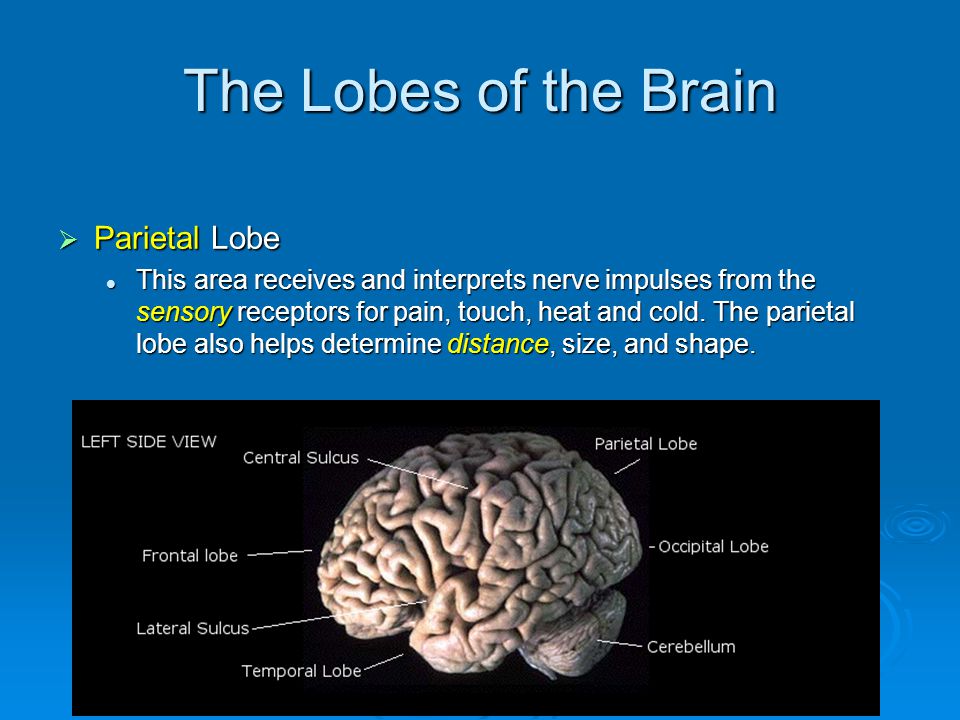 The Lobes of the Brain  Parietal Lobe This area receives and interprets nerve impulses from the sensory receptors for pain, touch, heat and cold.
