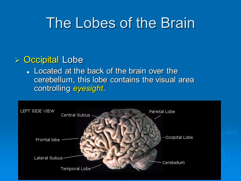 The Lobes of the Brain  Occipital Lobe Located at the back of the brain over the cerebellum, this lobe contains the visual area controlling eyesight.