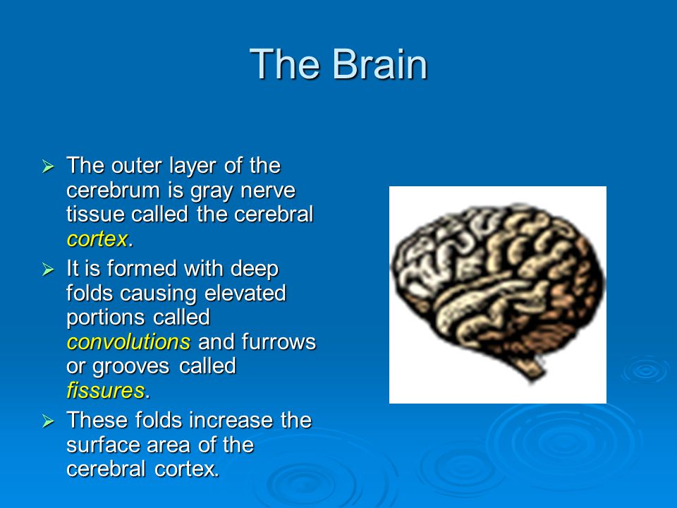 The Brain  The outer layer of the cerebrum is gray nerve tissue called the cerebral cortex.