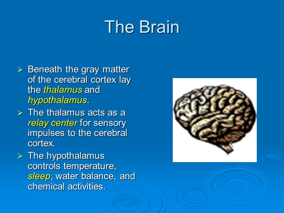 The Brain  Beneath the gray matter of the cerebral cortex lay the thalamus and hypothalamus.