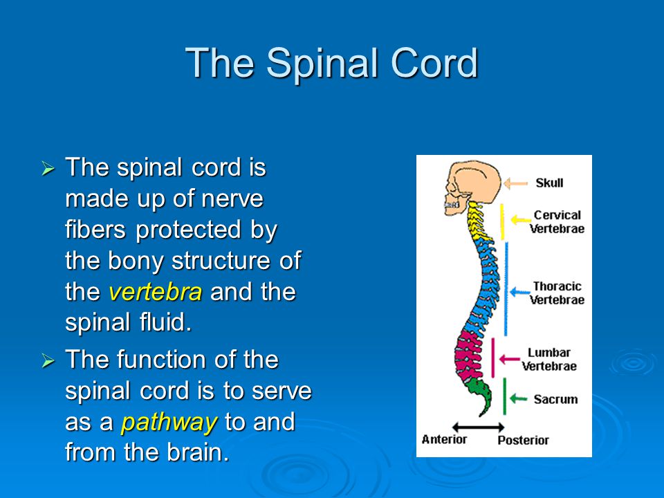 The Spinal Cord  The spinal cord is made up of nerve fibers protected by the bony structure of the vertebra and the spinal fluid.