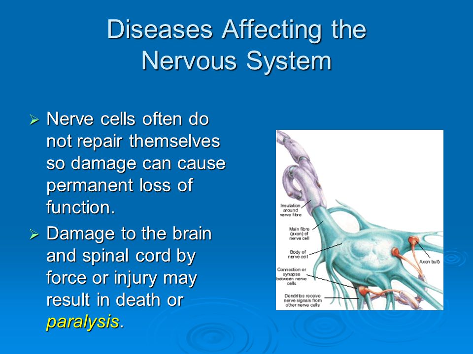 Diseases Affecting the Nervous System  Nerve cells often do not repair themselves so damage can cause permanent loss of function.