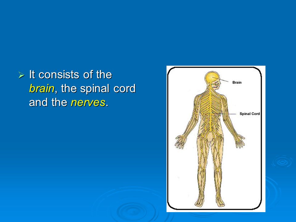  It consists of the brain, the spinal cord and the nerves.