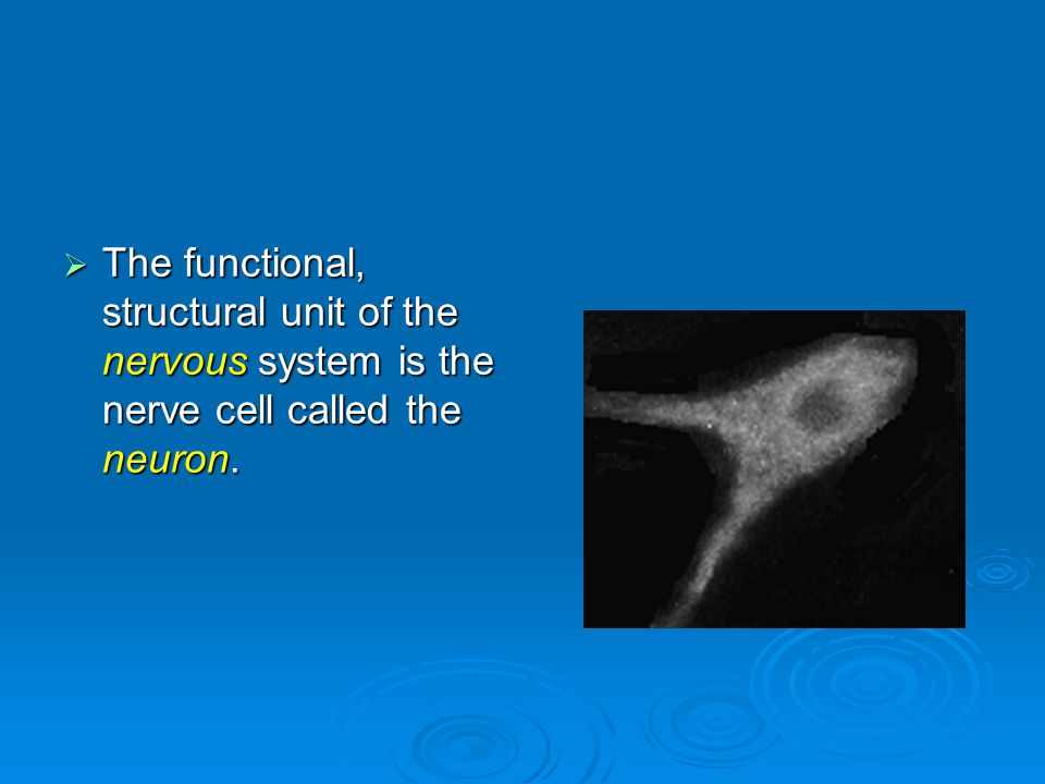  The functional, structural unit of the nervous system is the nerve cell called the neuron.