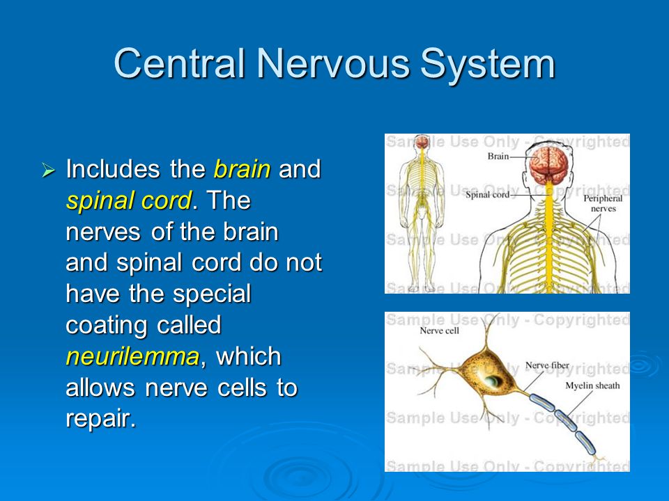 Central Nervous System  Includes the brain and spinal cord.
