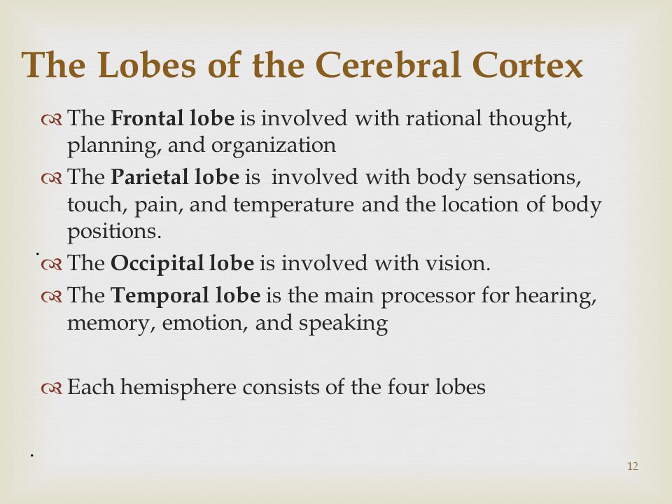 12 The Lobes of the Cerebral Cortex  The Frontal lobe is involved with rational thought, planning, and organization  The Parietal lobe is involved with body sensations, touch, pain, and temperature and the location of body positions.
