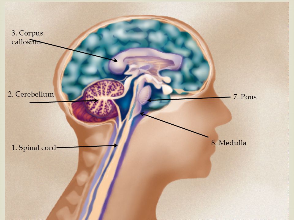 2. Cerebellum 1. Spinal cord 7. Pons 3. Corpus callosum 8. Medulla