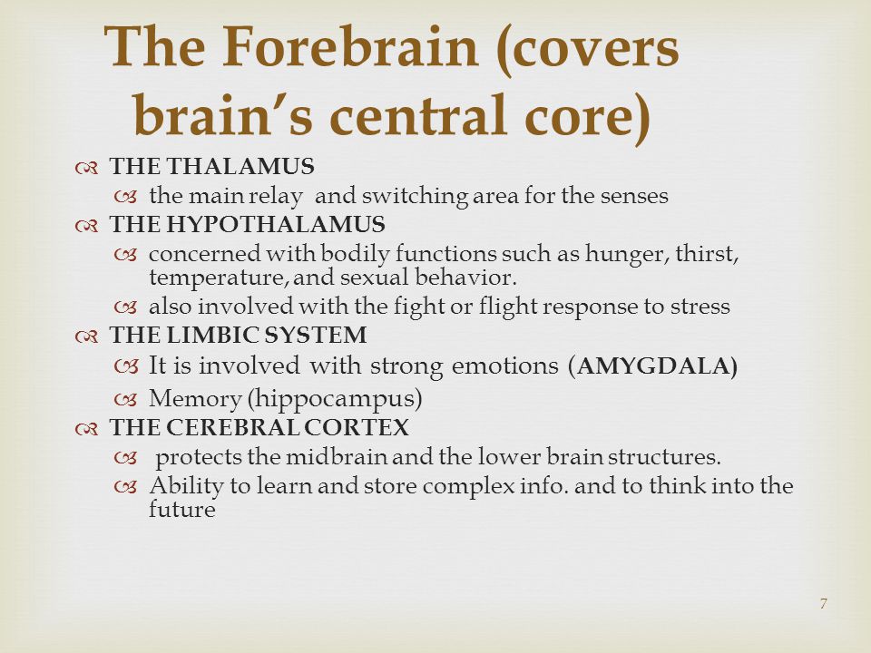 7 The Forebrain (covers brain’s central core)  THE THALAMUS  the main relay and switching area for the senses  THE HYPOTHALAMUS  concerned with bodily functions such as hunger, thirst, temperature, and sexual behavior.