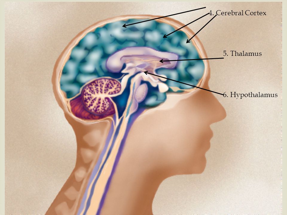 6. Hypothalamus 5. Thalamus 4. Cerebral Cortex