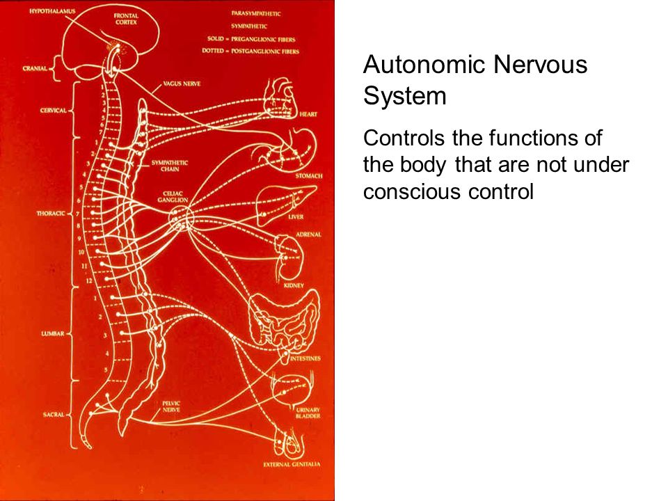 Autonomic Nervous System Controls the functions of the body that are not under conscious control