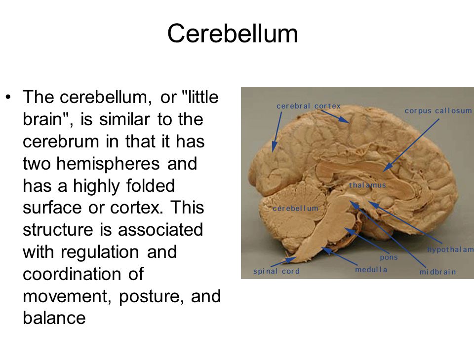 Cerebellum The cerebellum, or little brain , is similar to the cerebrum in that it has two hemispheres and has a highly folded surface or cortex.