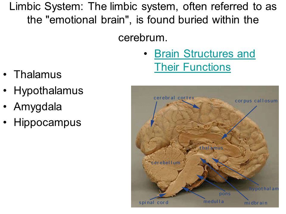 Limbic System: The limbic system, often referred to as the emotional brain , is found buried within the cerebrum.