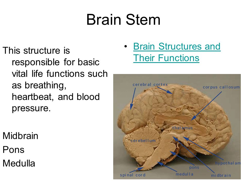 Brain Stem This structure is responsible for basic vital life functions such as breathing, heartbeat, and blood pressure.