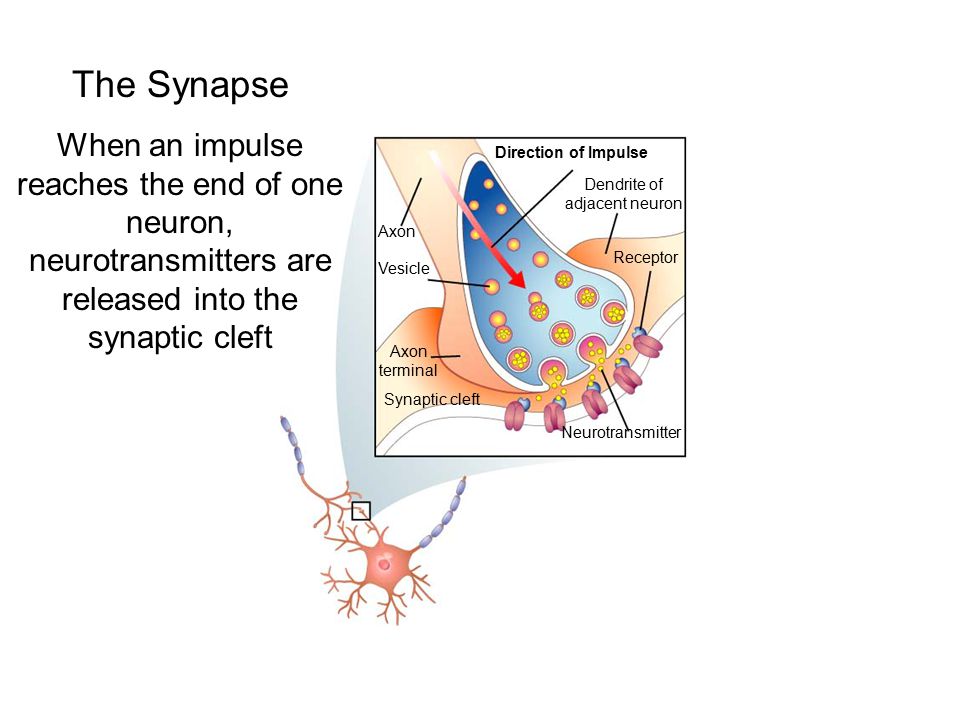 Vesicle Axon Axon terminal Synaptic cleft Neurotransmitter Receptor Dendrite of adjacent neuron Direction of Impulse Section 35-2 Figure 35-8 The Synapse The Synapse When an impulse reaches the end of one neuron, neurotransmitters are released into the synaptic cleft