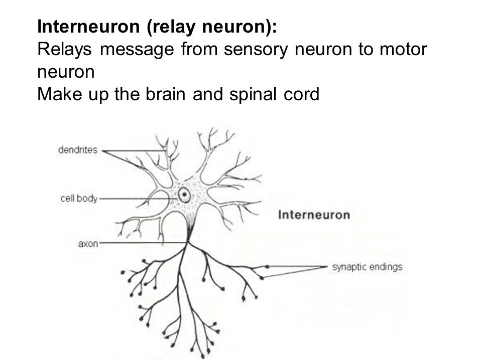 Interneuron (relay neuron): Relays message from sensory neuron to motor neuron Make up the brain and spinal cord