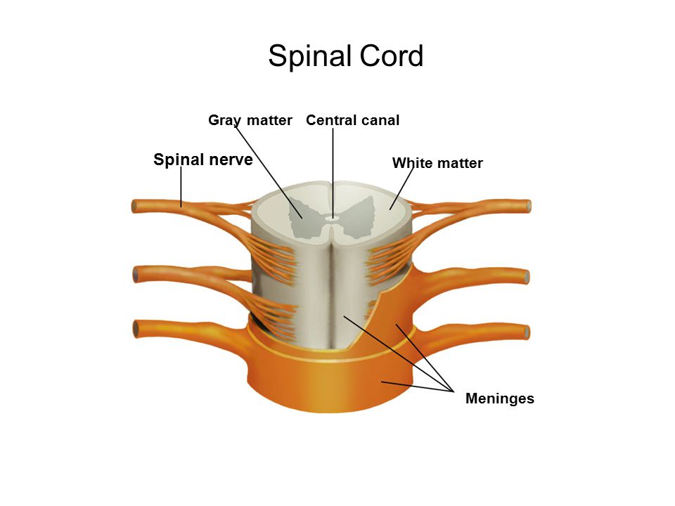 Spinal nerve Central canalGray matter White matter Meninges Section 35-3 Figure The Spinal Cord Spinal Cord