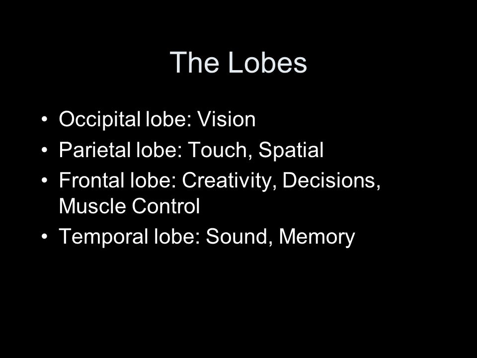 The Lobes Occipital lobe: Vision Parietal lobe: Touch, Spatial Frontal lobe: Creativity, Decisions, Muscle Control Temporal lobe: Sound, Memory