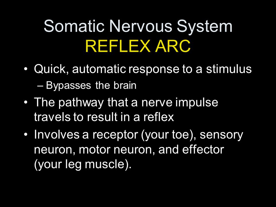 Somatic Nervous System REFLEX ARC Quick, automatic response to a stimulus –Bypasses the brain The pathway that a nerve impulse travels to result in a reflex Involves a receptor (your toe), sensory neuron, motor neuron, and effector (your leg muscle).