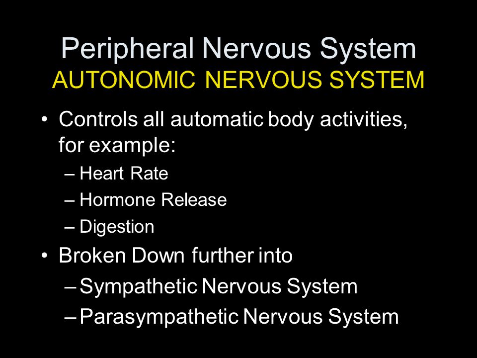 Peripheral Nervous System AUTONOMIC NERVOUS SYSTEM Controls all automatic body activities, for example: –Heart Rate –Hormone Release –Digestion Broken Down further into –Sympathetic Nervous System –Parasympathetic Nervous System