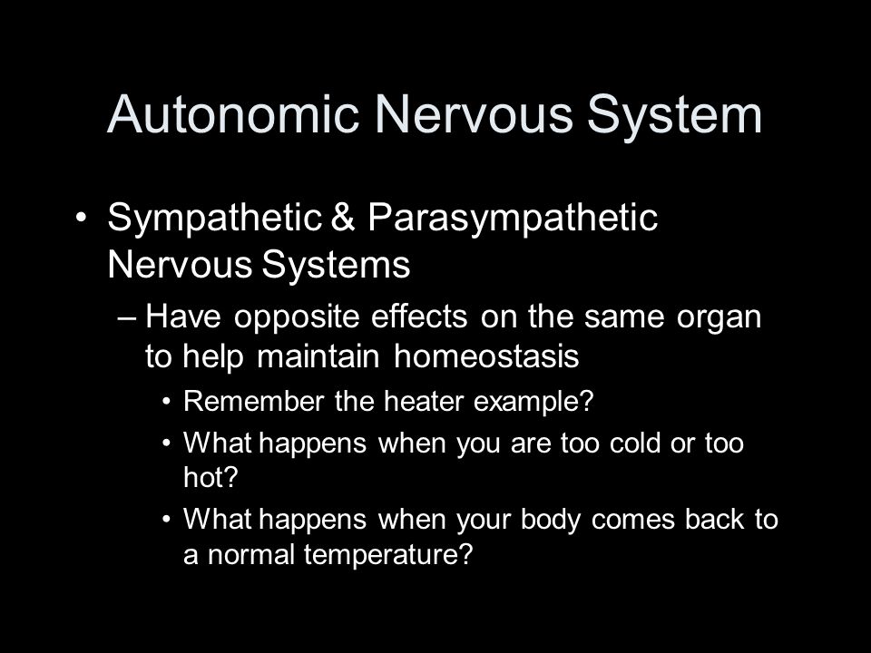Autonomic Nervous System Sympathetic & Parasympathetic Nervous Systems –Have opposite effects on the same organ to help maintain homeostasis Remember the heater example.