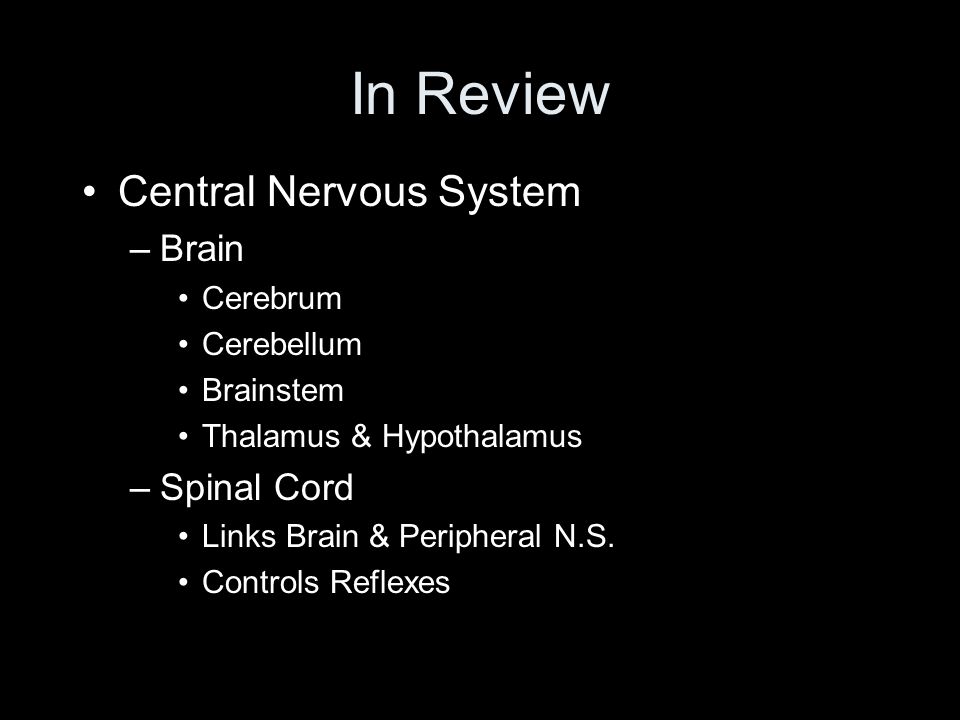 In Review Central Nervous System –Brain Cerebrum Cerebellum Brainstem Thalamus & Hypothalamus –Spinal Cord Links Brain & Peripheral N.S.