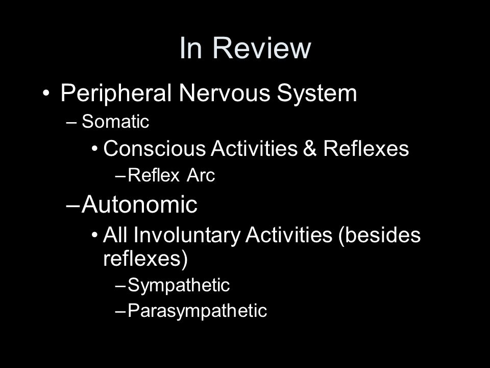 In Review Peripheral Nervous System –Somatic Conscious Activities & Reflexes –Reflex Arc –Autonomic All Involuntary Activities (besides reflexes) –Sympathetic –Parasympathetic