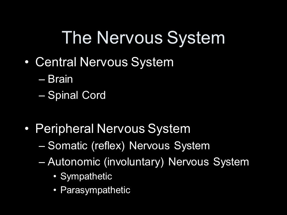 The Nervous System Central Nervous System –Brain –Spinal Cord Peripheral Nervous System –Somatic (reflex) Nervous System –Autonomic (involuntary) Nervous System Sympathetic Parasympathetic
