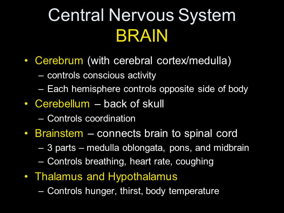 Central Nervous System BRAIN Cerebrum (with cerebral cortex/medulla) –controls conscious activity –Each hemisphere controls opposite side of body Cerebellum – back of skull –Controls coordination Brainstem – connects brain to spinal cord –3 parts – medulla oblongata, pons, and midbrain –Controls breathing, heart rate, coughing Thalamus and Hypothalamus –Controls hunger, thirst, body temperature